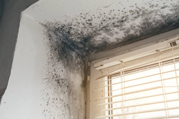 Affordable Mold Inspection And Testing solutions in Whitehall, MI